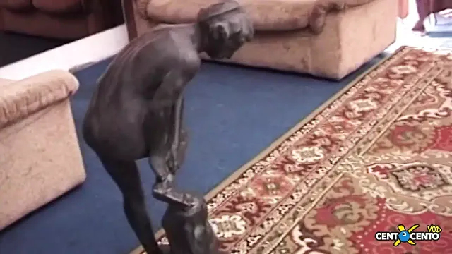 önce bolca saldıran ve sonra çok iyi bir fışkırışla işeyen tüylü bir amcık!